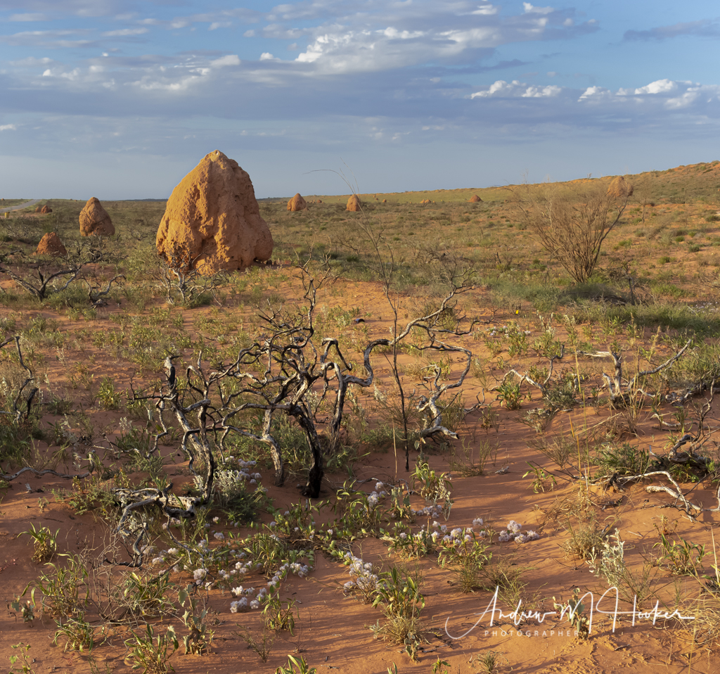 Termite Flora